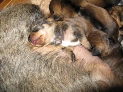 Elvira_sover_pa_Lovis_dag10